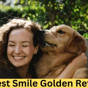The Best Smile Golden Retriever